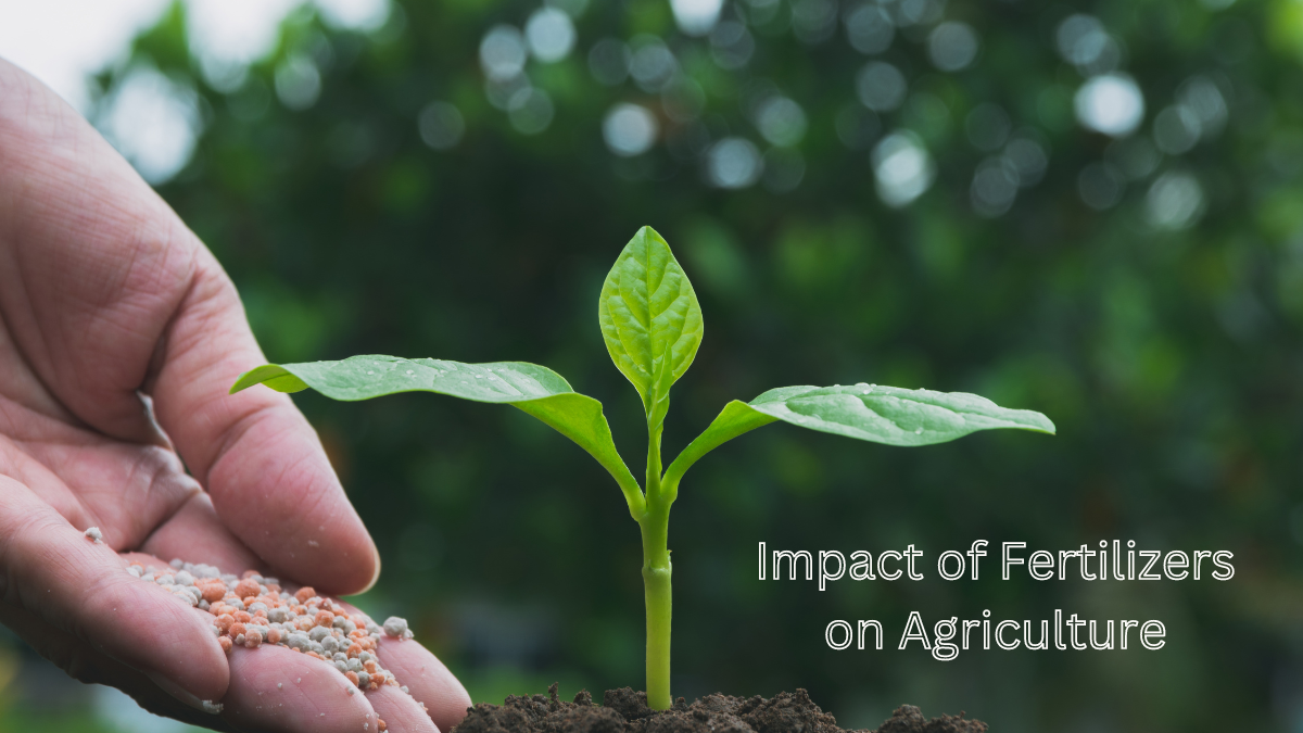 Explain the Impact of Fertilizers on Agriculture